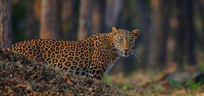 Evening Leopard Safari Experience in Jawai Leopard Conservation Area for One