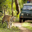 Thrilling Phato Zone Jeep Safari in Jim Corbett National Park