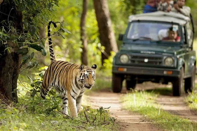 Thrilling Phato Zone Jeep Safari in Jim Corbett National Park