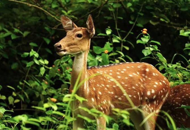 Thrilling Jim Corbett Jeep Safari in Sitabani or Bhandar Pan