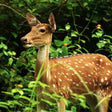 Thrilling Tedha Gate Outer Safari by Jim Corbett Destination Safaris