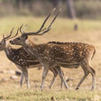 Thrilling Jim Corbett Jeep Safari in Sitabani or Bhandar Pan