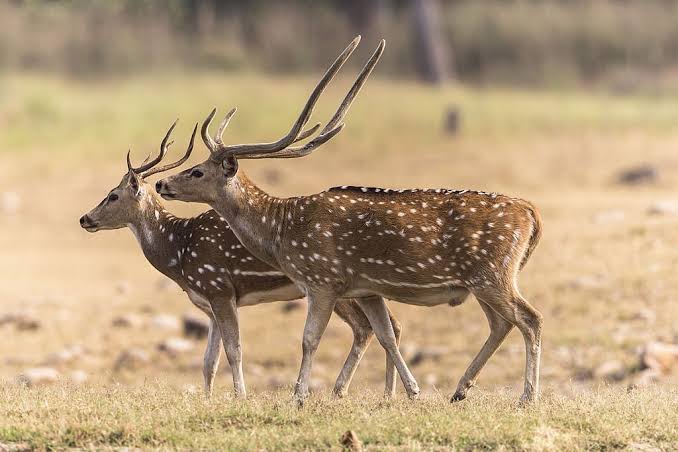 Thrilling Jim Corbett Jeep Safari in Sitabani or Bhandar Pan