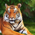 Thrilling Tedha Gate Outer Safari by Jim Corbett Destination Safaris