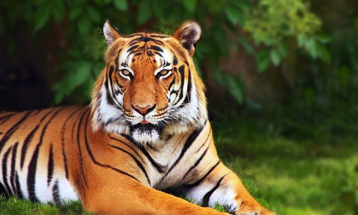 Thrilling Tedha Gate Outer Safari by Jim Corbett Destination Safaris