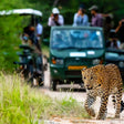 Evening Leopard Safari Experience in Jawai Leopard Conservation Area for One