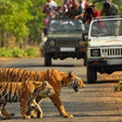 Evening Leopard Safari Experience in Jawai Leopard Conservation Area for One