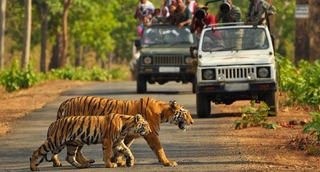 Evening Leopard Safari Experience in Jawai Leopard Conservation Area for One