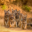 Wildlife Safari Experience for Six in Sariska National Park