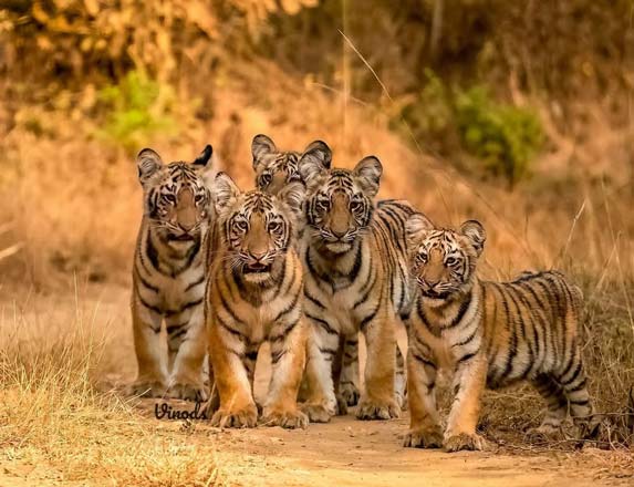 Wildlife Safari Experience for Six in Sariska National Park