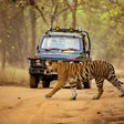 Thrilling Phato Zone Jeep Safari in Jim Corbett National Park