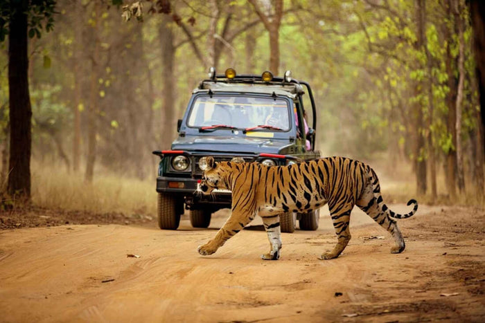 Thrilling Phato Zone Jeep Safari in Jim Corbett National Park