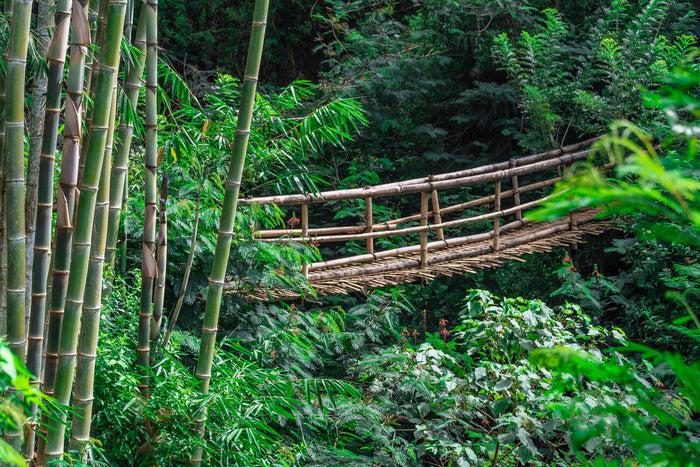 High Rope Adventure Activities in Coorg