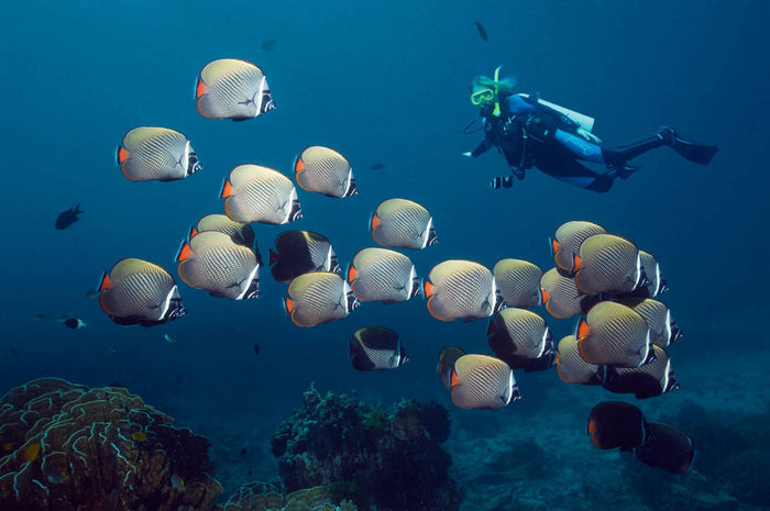 Scuba Diving in Havelock Island