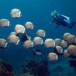Scuba Diving in Havelock Island