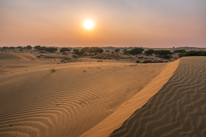 Half-Day Camel Safari in Jaisalmer