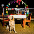 Date & Dine With Dogs
