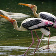 Chambal Safari for One Person in Sawai Madhopur