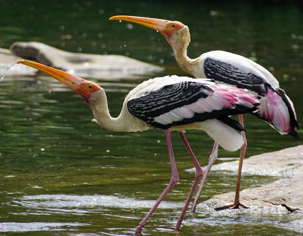 Chambal Safari for One Person in Sawai Madhopur
