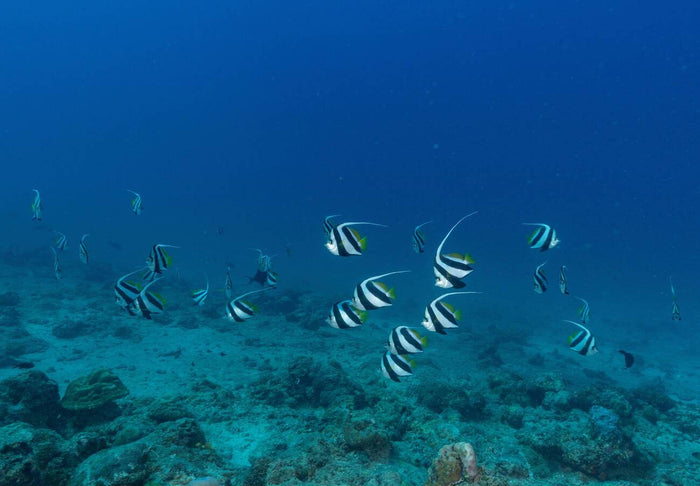 Scuba Diving in Havelock Island