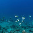 Scuba Diving in Havelock Island