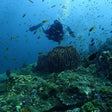 Netrani Island Scuba Diving