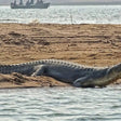 Chambal Safari for One Person in Sawai Madhopur