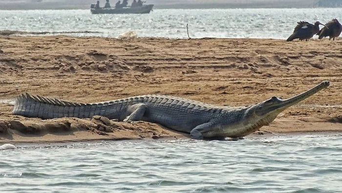 Chambal Safari for One Person in Sawai Madhopur