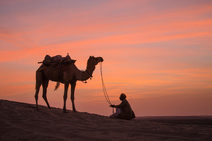 Half-Day Camel Safari in Jaisalmer