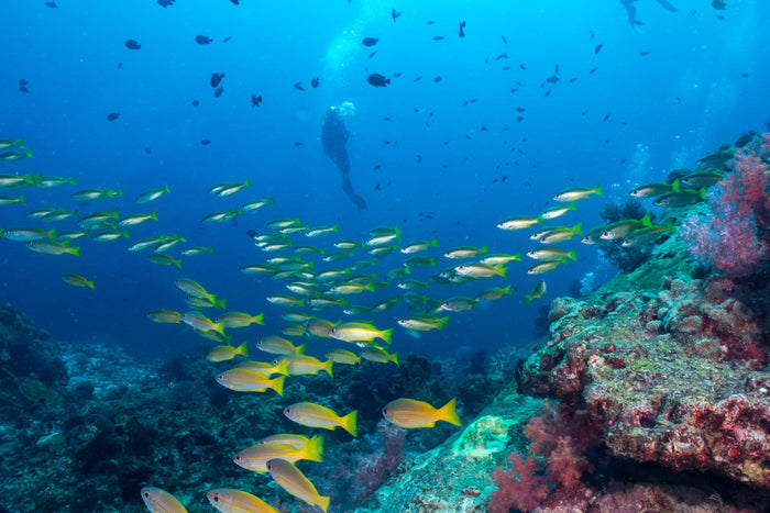 Premium Scuba Diving Package, Goa | Use THRILLO200 for Flat 200 Off