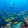 Premium Scuba Diving Package, Goa | Use THRILLO200 for Flat 200 Off
