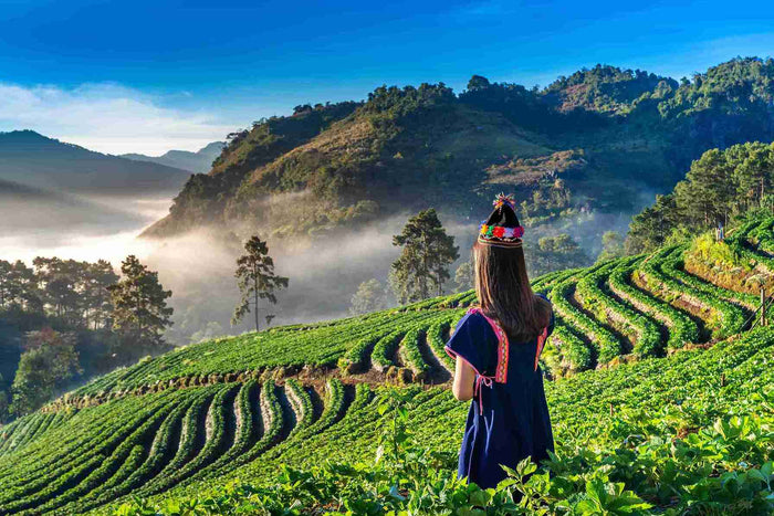 Local Tea Trail and Tea Factory Visit in Munnar