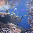 Premium Scuba Diving Package, Goa | Use THRILLO200 for Flat 200 Off