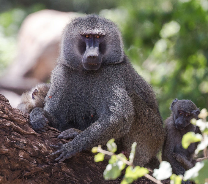 Thrilling Jim Corbett Jeep Safari in Sitabani or Bhandar Pan