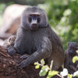 Thrilling Tedha Gate Outer Safari by Jim Corbett Destination Safaris